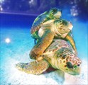 012-Два самца головастой морской черепахи